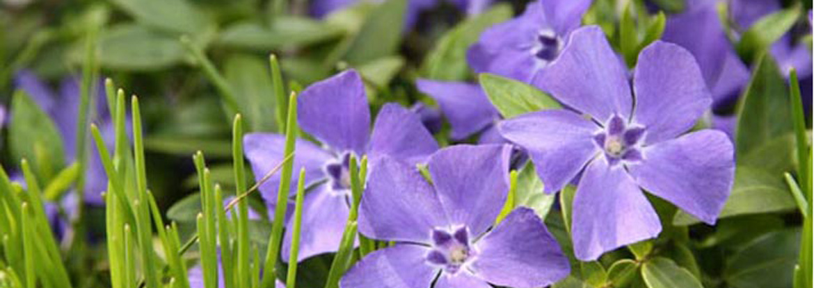 kyklosPoiothtas