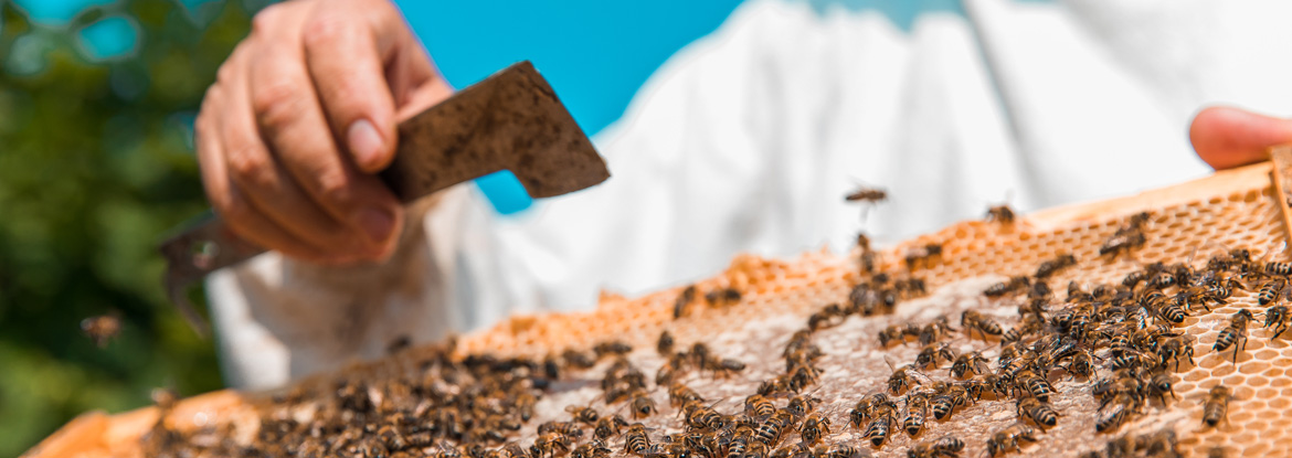 beekeeperM